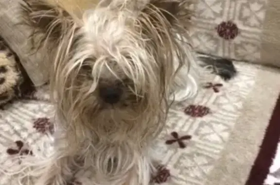 Найдена собака Йорк в Ак-Мечети, Симферополь