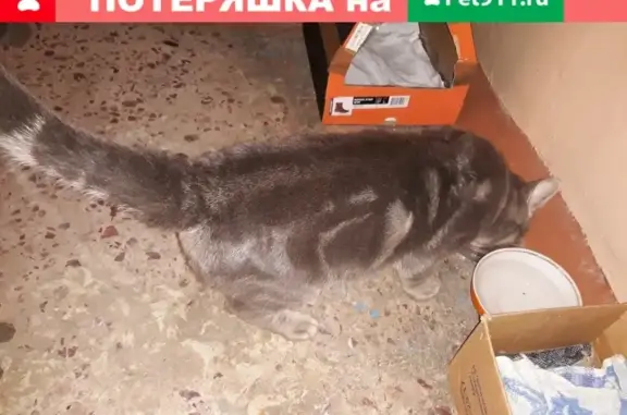 Красивый серый кот найден в Кемерово, Весенняя 18