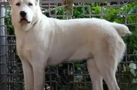 Пропала собака Молли в Новосибирске.