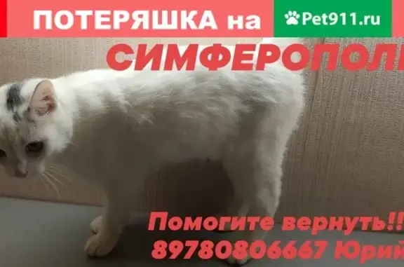 Пропала кошка в Симферополе, ул. Ясная 11
