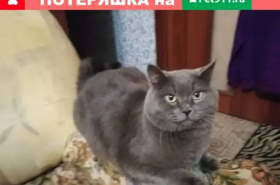Пропал кот Макс в Абакане на улице Чехова 76