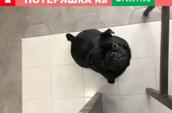 Собака найдена в Краснодаре, микрорайон Комсомольский