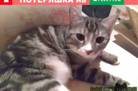 Пропала кошка Яша без хвоста по адресу мкр. Юбилейный, Нестеренко, 6.