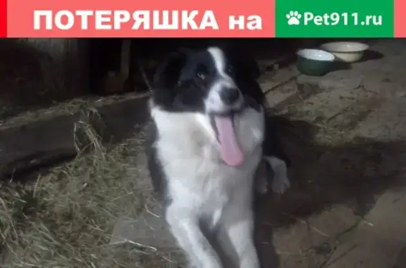 Пропала собака на Северном шоссе в Череповце