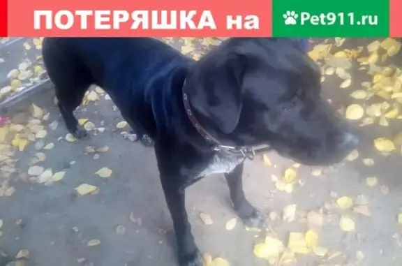 Найдена черная собака с ошейником на Кадамовской, Ростовская область