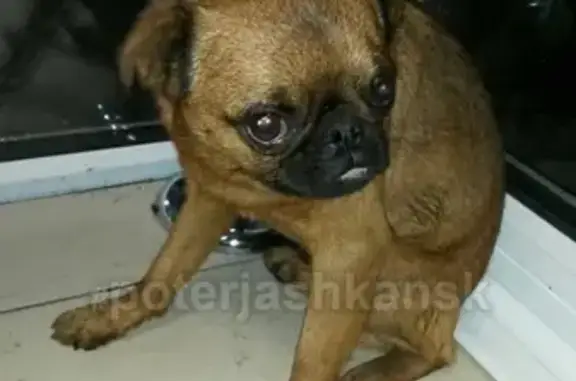 Найдена собака на Краснояровском шоссе в Ярче