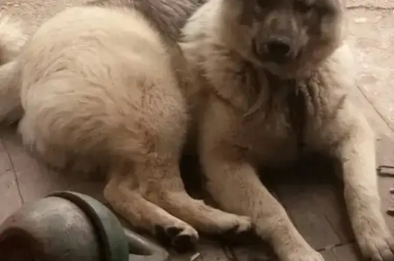 Пропала собака Джерик в Тынде, Амурская область