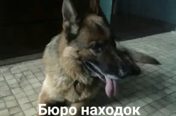 Найдена увязавшаяся за ребенком собака на ул. Русанова-Воронина