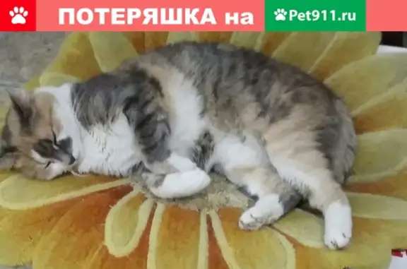 Пропала кошка Ксюша на ул. 1-й Ударной Армии, 36