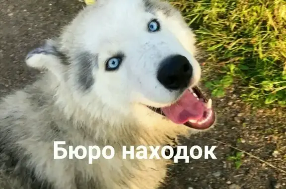 Пропала собака в Г.Архангельск, на о. Хабарка, 28.10.2018