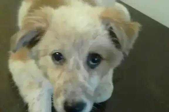 Найден бело-коричневый щенок в Липецке, ищет новых хозяев