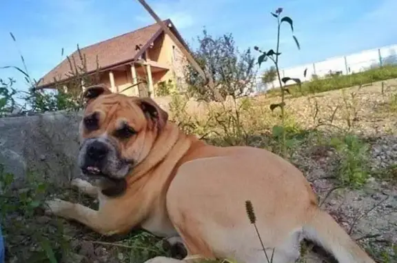 Пропала собака Яссон в Мирном, Приморский край.