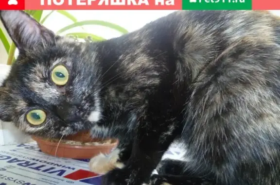 Пропала кошка на улице Меркурьева, 28 (Псковская обл.)