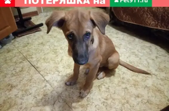 Найдена собака возле дома №16 на Борисовских Прудах.