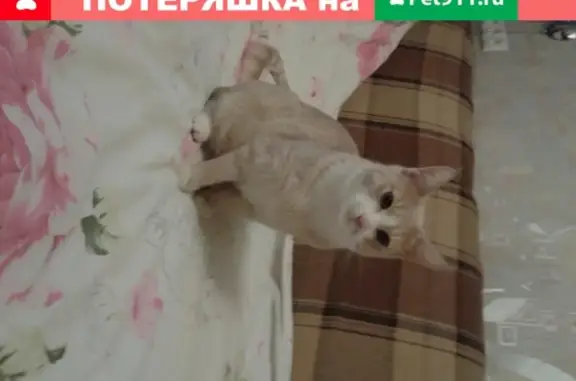 Пропал котик из дома на ул. Кирова в Люберцах (адрес: ул. Кирова, 12)