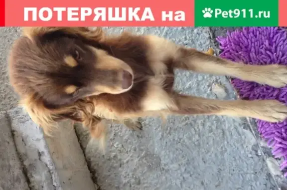 Найден игривый кобель в Добром, Крым
