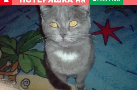 Пропал кот Митя на ул. Абрикосовая, пос. Новосадовый, Белгородская обл.