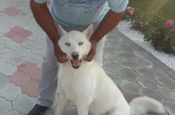 Пропала собака породы хаски в Краснослободске, Волгоградская область