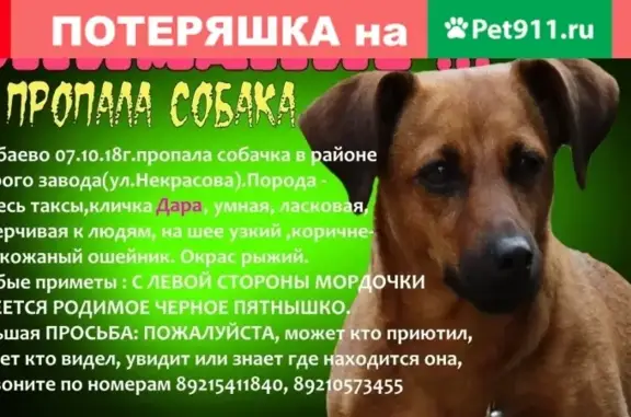 Пропала собака в Бабаево, просьба о помощи
