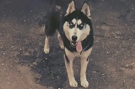 Пропала собака в Горячеводске, помогите найти