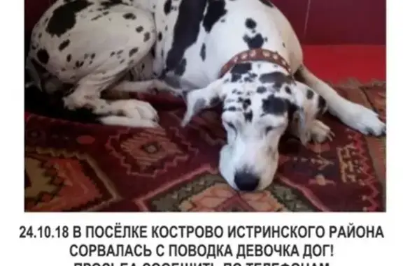 Пропала собака в п. Кострово, Истринского района, МО