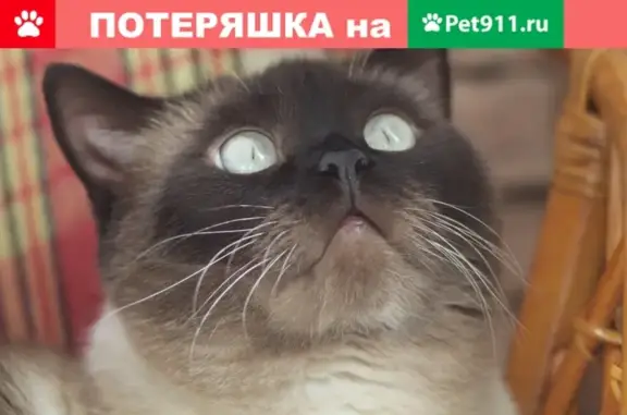 Кошки потеряшки, Плодопитомник, фото: Потеряшка кот в п. Цветы Алтая, просьба помочь