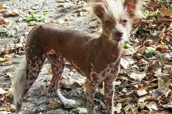 Найдена собака в Пятигорске, Ставропольский край