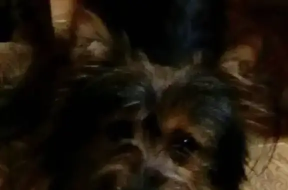 Пропала собака метис Йорк в Сельцо, Брянская область (31 символ)