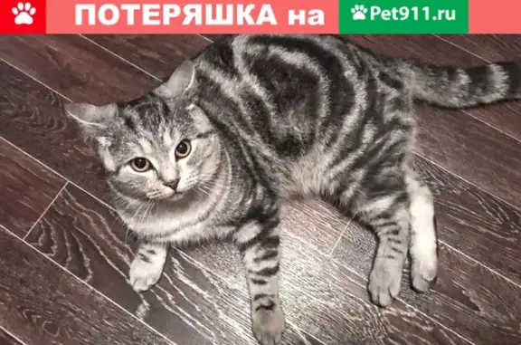 Пропала кошка на ул. 12-й Тупик, Южный район, Кемерово