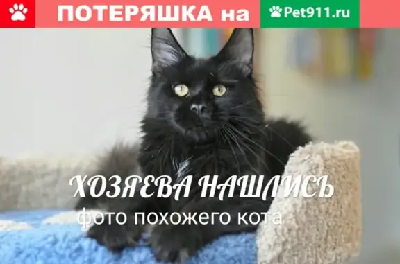 Найден черный кот в Лен обл, Ломоносовский район, 9 км от Гостилицкого шоссе, СНТ 
