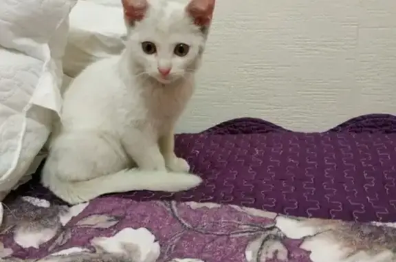 Найдена белая кошка в Красноярске
