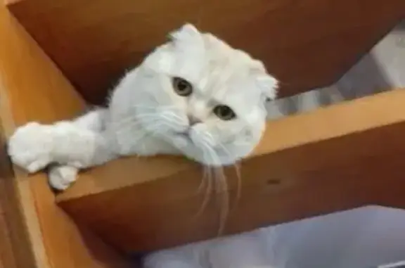 Кошки потеряшки, Бельмесёво, фото: Потеряшка кошка в Сибирской долине, Барнаул