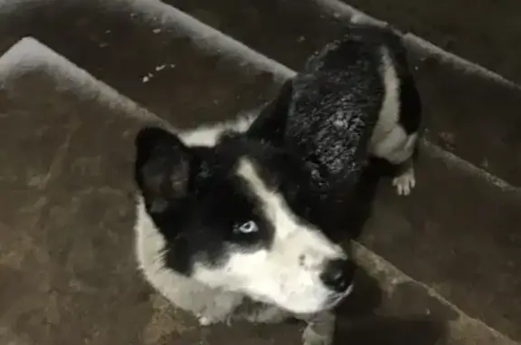 Найден пёс в Копейске, Челябинская область