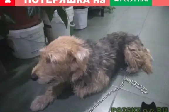 Найдена собака Рита в Одинцово, ищем её хозяина.