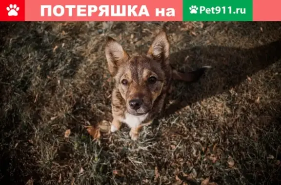 Найдена смышленая собака в Красноярске