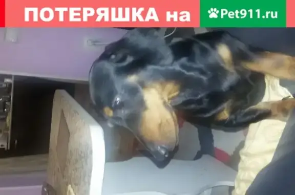 Найдена собака в Владимировке, ищем хозяина.