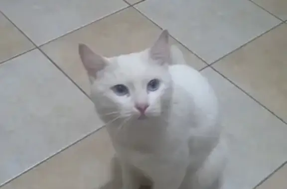 Белый кот с голубыми глазами у дома 25 Г, Парковый