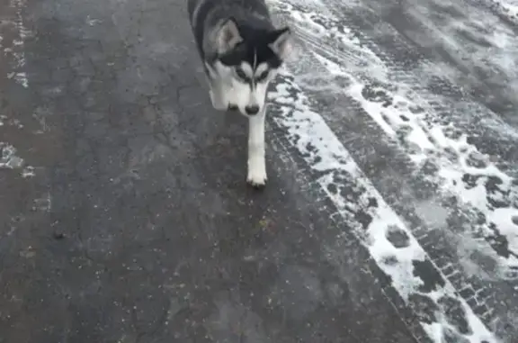 Собака найдена в деревне Тарасково, Московская область.