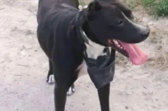 Собаки потеряшки, Каскелен, фото: Потеряшка собака в Каскелен, Алматинская область