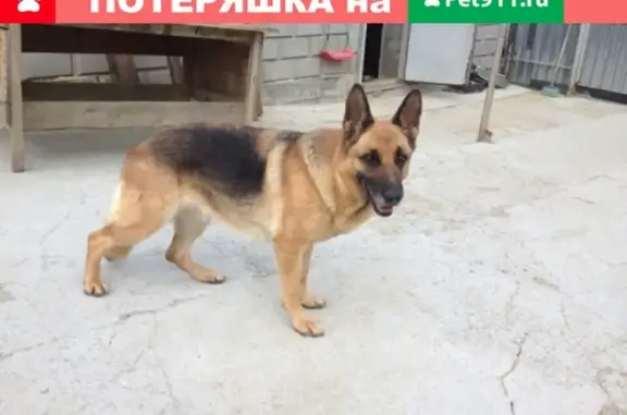 Пропала собака Нова в Челябинской области