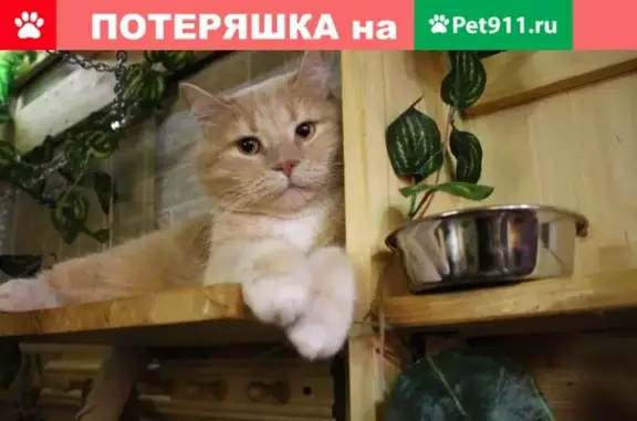 Пропала кошка Симба на улице Рихарда Зорге, СПб