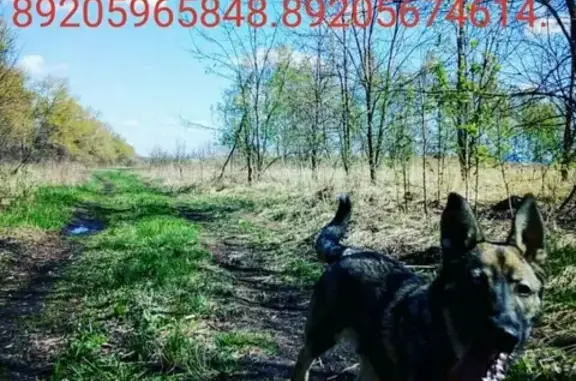 Пропала собака Лорд в пос. Новосадовый, Белгородская область