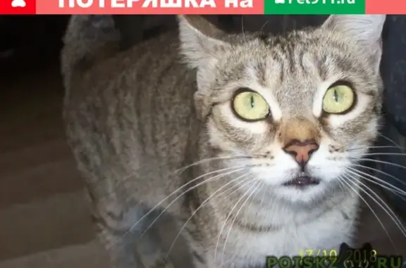 Найдена кошка в Волгограде, ищем хозяина