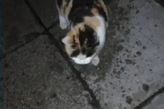 Найдена кошка на пер. Сакко 11 в Томске
