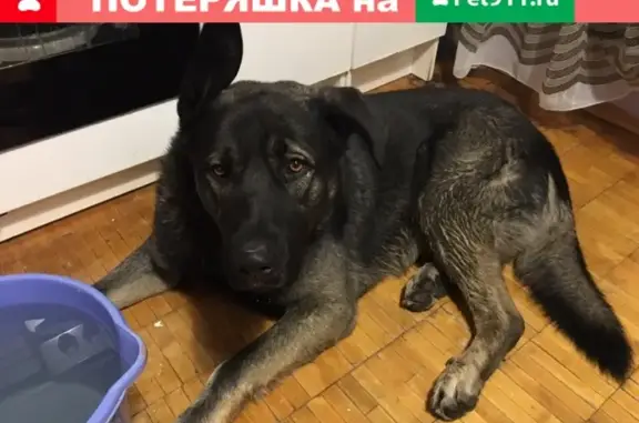 Найдена собака на улице Серова, дом 37 (Екатеринбург)