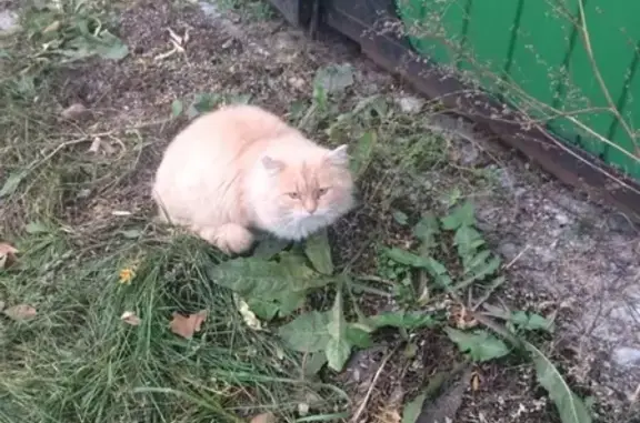 Найден пушистый кот/кошка в Березовском