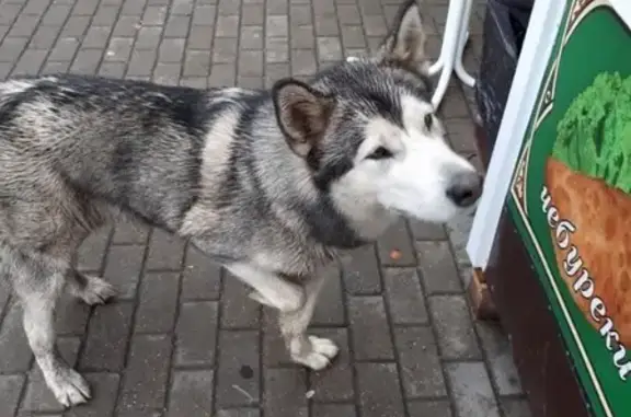 Найдена собака в районе таксопарка в Брянске