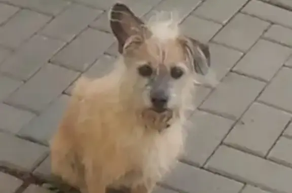 Найдена собака на Лесной Поляне, нужен хозяин
