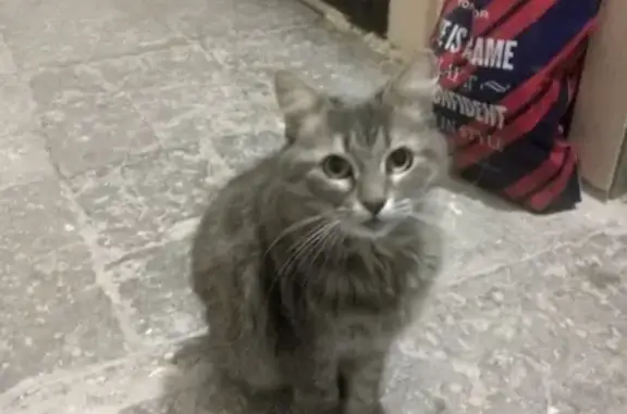 Найдена кошка в Адмиралтейском районе