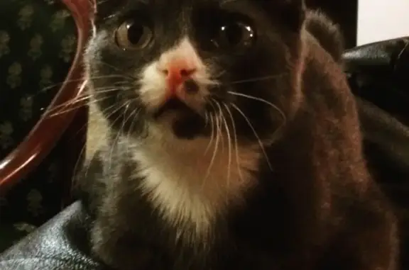 Найден серый вислоухий котенок в Кемерово
